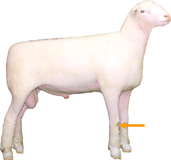 Sheep External Part Knee
