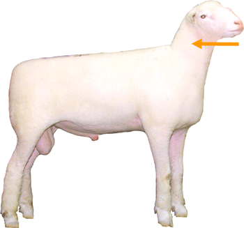 Sheep External Part Neck