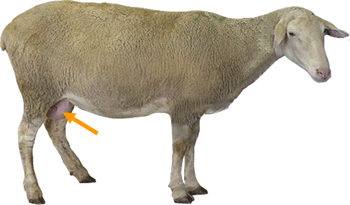 Sheep External Part Udder