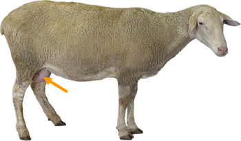 Udder