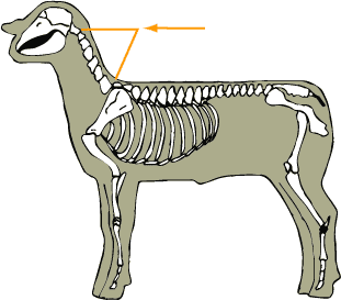 Sheep - Skeletal - Cervical Vertebrae