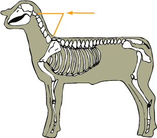 Cervical Vertebrae
