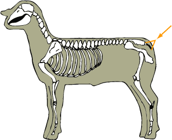 Coccygeal Vertebrae