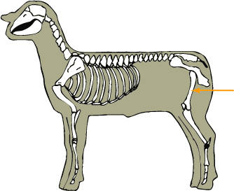 Femur