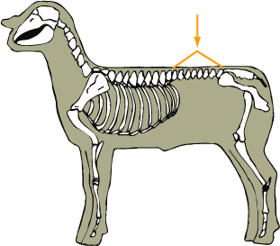 Lumbar Vertebrae