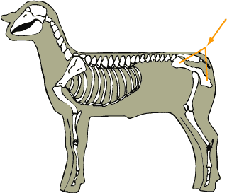 Os Coxae (Pelvis)