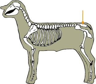 Sacrum