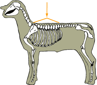 Thoracic Vertebrae