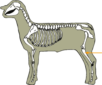 Tibia