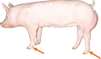 Swine - External part - Dewclaw