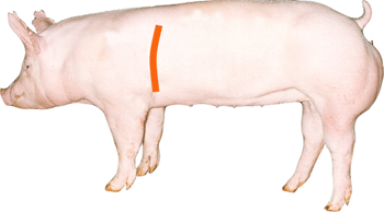 Swine - External Part - Forerib