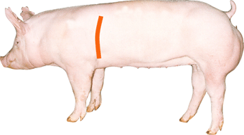 Forerib