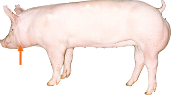 Swine - External part - Jowl