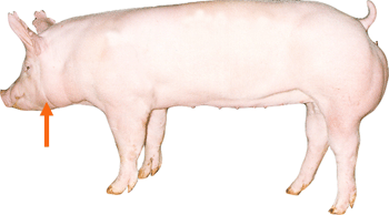 Jowl