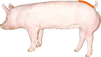 Swine - External Part - Rump