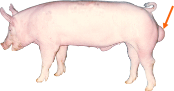 Swine - External Part - Scrotum