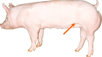 Swine - External Part - Rear Flank