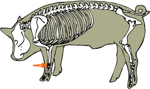 Carpal Bones