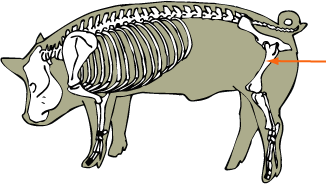 Swine Skeletal - Femur