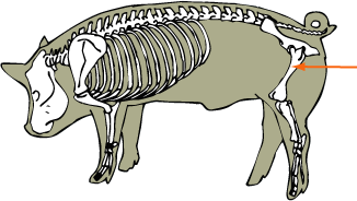 Femur