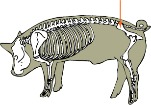 Ilium
