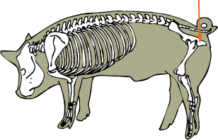 Swine Skeletal - Ischium