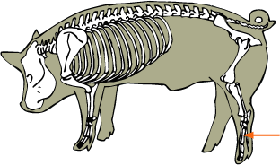 Swine Skeletal - Metatarsals