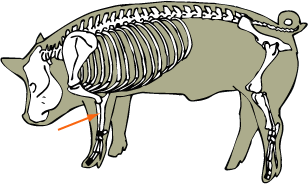 Swine Skeletal - Radius