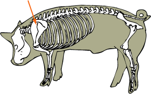 Swine Skeletal - Scapula