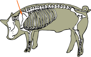 Scapula