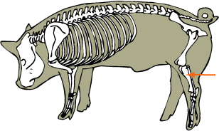 Swine Skeletal Tibia
