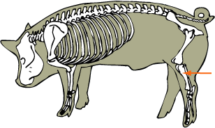 Tibia