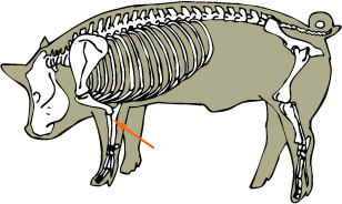 Ulna