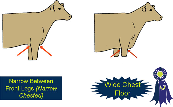Illustration of chest width