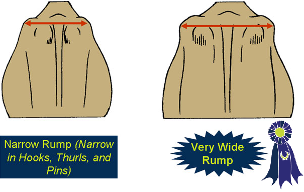 Illustration of rump width