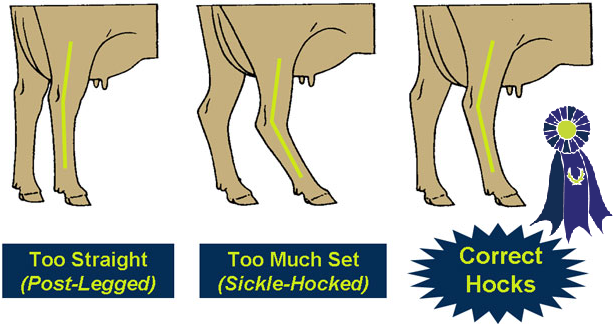 Illustration of hocks