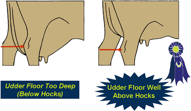 Illustration of udder depth