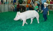 Swine picture