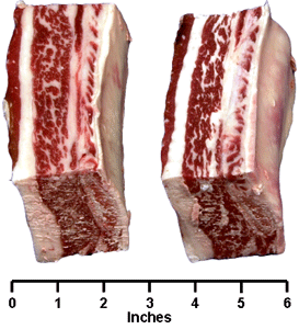 Beef - Retail Cut - Plate Short Ribs