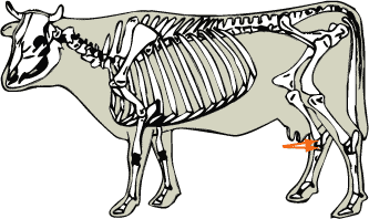 Beef Cattle Skeleton - Tarsal Bones