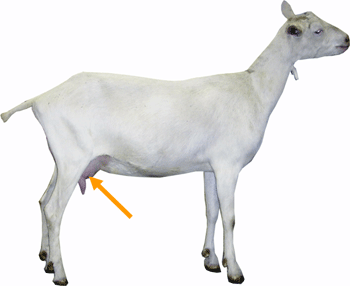 Udder