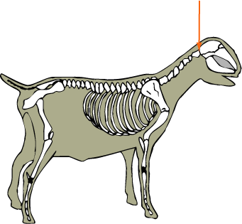 Goat Skeletal Atlas Joint