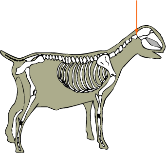 Atlas Joint