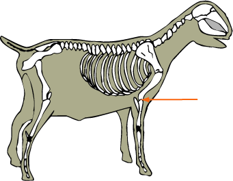 Goat Skeletal Elbow Joint