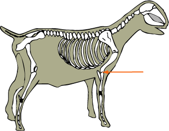 Elbow Joint