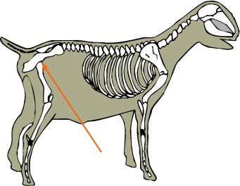 Goat Skeletal Hip Joint