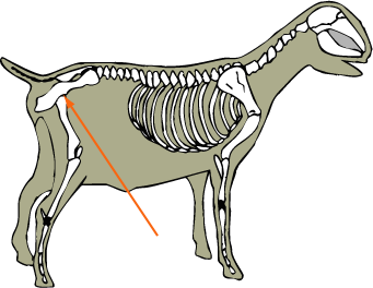 Hip Joint