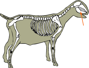 Goat Skeletal Mandible