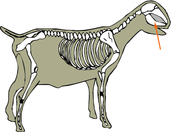 Mandible