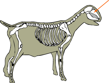 Goat Skeletal Maxilla